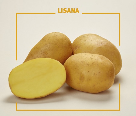 фото сорта картофеля Лисана