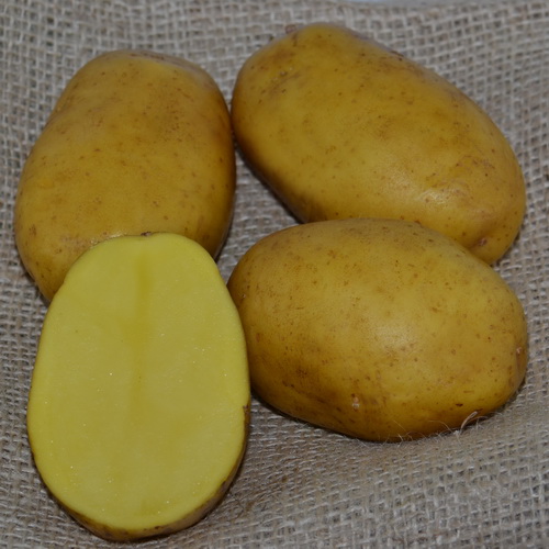 фото сорта картофеля Пароли