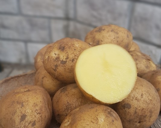 фото сорта картофеля Юна
